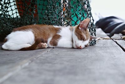Cat sleeping on a fence