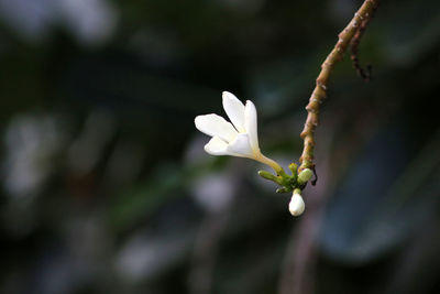 Close-up of white flowering plant