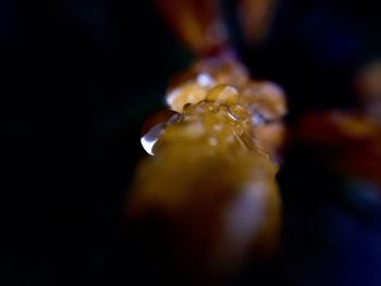 Close-up of hand holding leaf