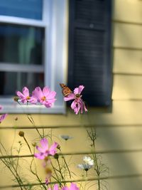 Close-up of pink flower growing on plant
