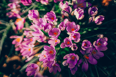 Close-up of pink flowering plants