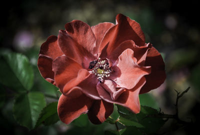 Close-up of red rose blooming outdoors