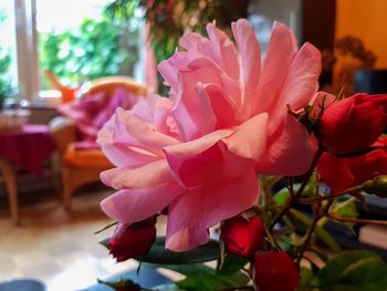 Close-up of pink flowering plant