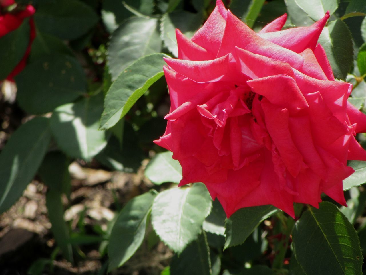 CLOSE-UP OF RED ROSE ON LEAF