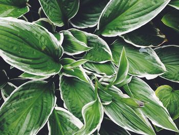 Full frame shot of hosta plant