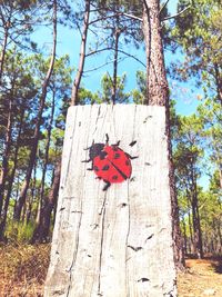 Low angle view of red heart shape on tree trunk in forest