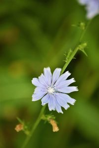 Close-up of purple flower with leaves