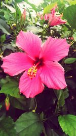 Close-up of pink flower