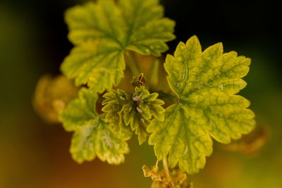 Close-up of plant