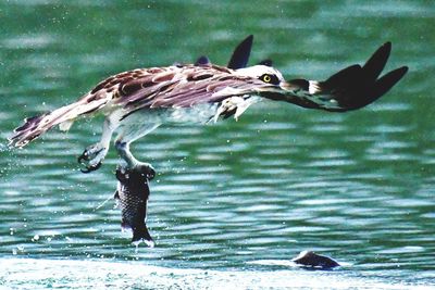 Birds flying over lake