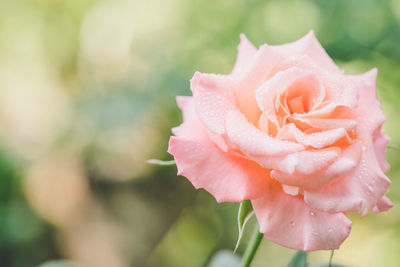 Close-up of pink rose