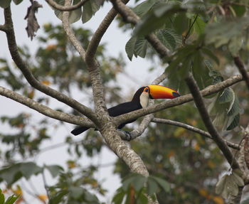 Closeup of toucan ramphastos toco perched in tree transpantaneira, pantanal, brazil.