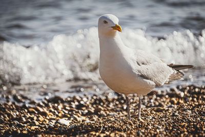 Close-up of seagull on sea shore