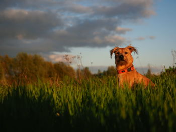 Dog in a field