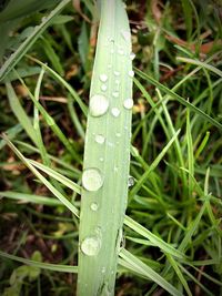 Close-up of raindrops on leaf