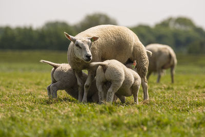 Sheep and lambs on grass against sky