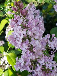 Close-up of purple flowers blooming outdoors