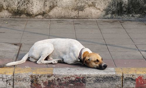 Dog lying on sidewalk
