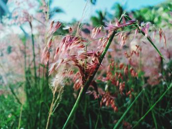 Close-up of pink flowering plants on land