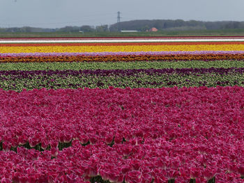 View of flowering plants on field