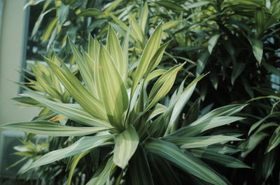 Close-up of plant