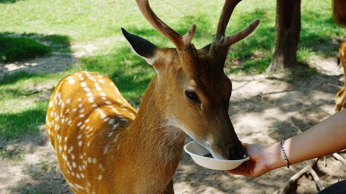 Close-up of hand feeding deer