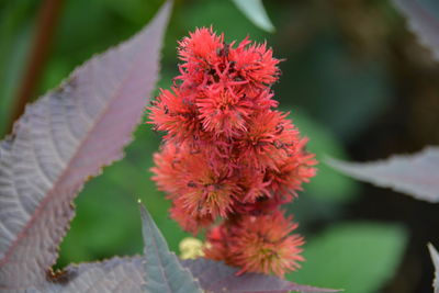 Close-up of red flower