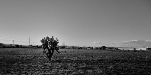 Scenic view of agricultural field against clear sky