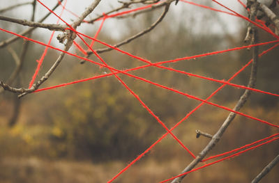 Red threads stretched on the branches of a tree