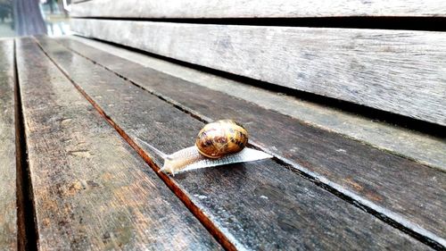 High angle view of shell on wooden table