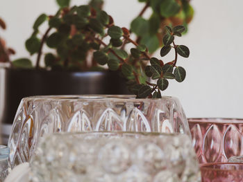 Close-up of potted plant on table at home