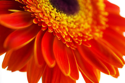 Close-up of orange flower