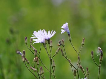 Close-up of flowers growing outdoors