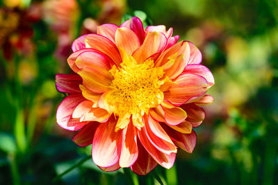 Close-up of pink flower