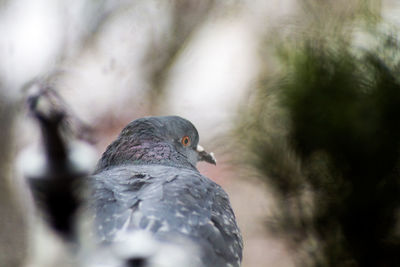 Close-up of pigeon