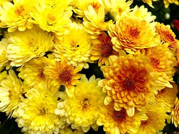 Close-up of yellow flowers