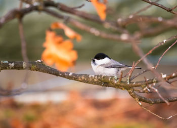 Close-up of bird perching on branch