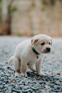 High angle view of a dog looking away