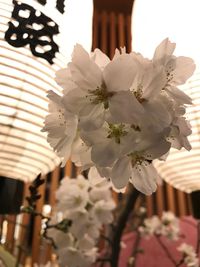 Close-up of white flower tree