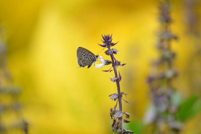 Close-up of insect on yellow flower