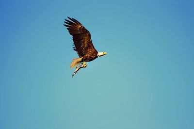 Eagle with fish