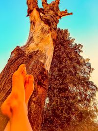 Low angle view of hand holding tree trunk against sky