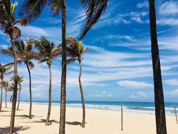 Palm trees on beach against blue sky