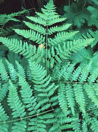 High angle view of fern leaves on land