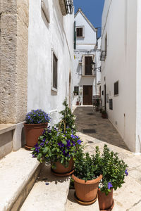 Potted plants on alley amidst buildings