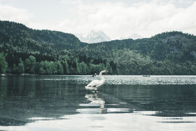 View of bird in lake against mountains