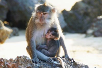 Macaque monkey with baby