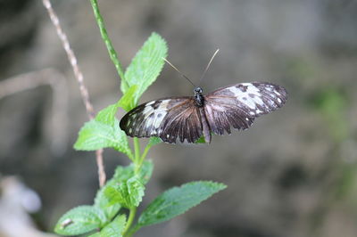 Butterfly on leaf