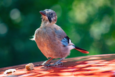 Close-up of bird perching on wood