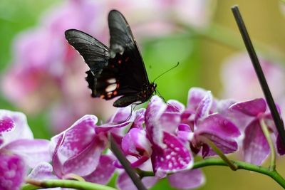 Close-up of butterfly pollinating on pink flower